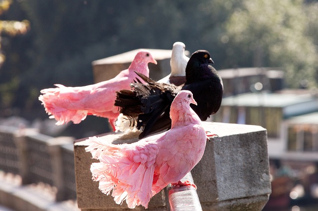 义亦是中国 义亦是中国